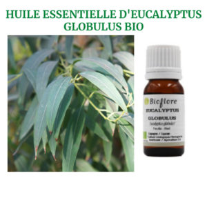 Eucalyptus Globulus Bio